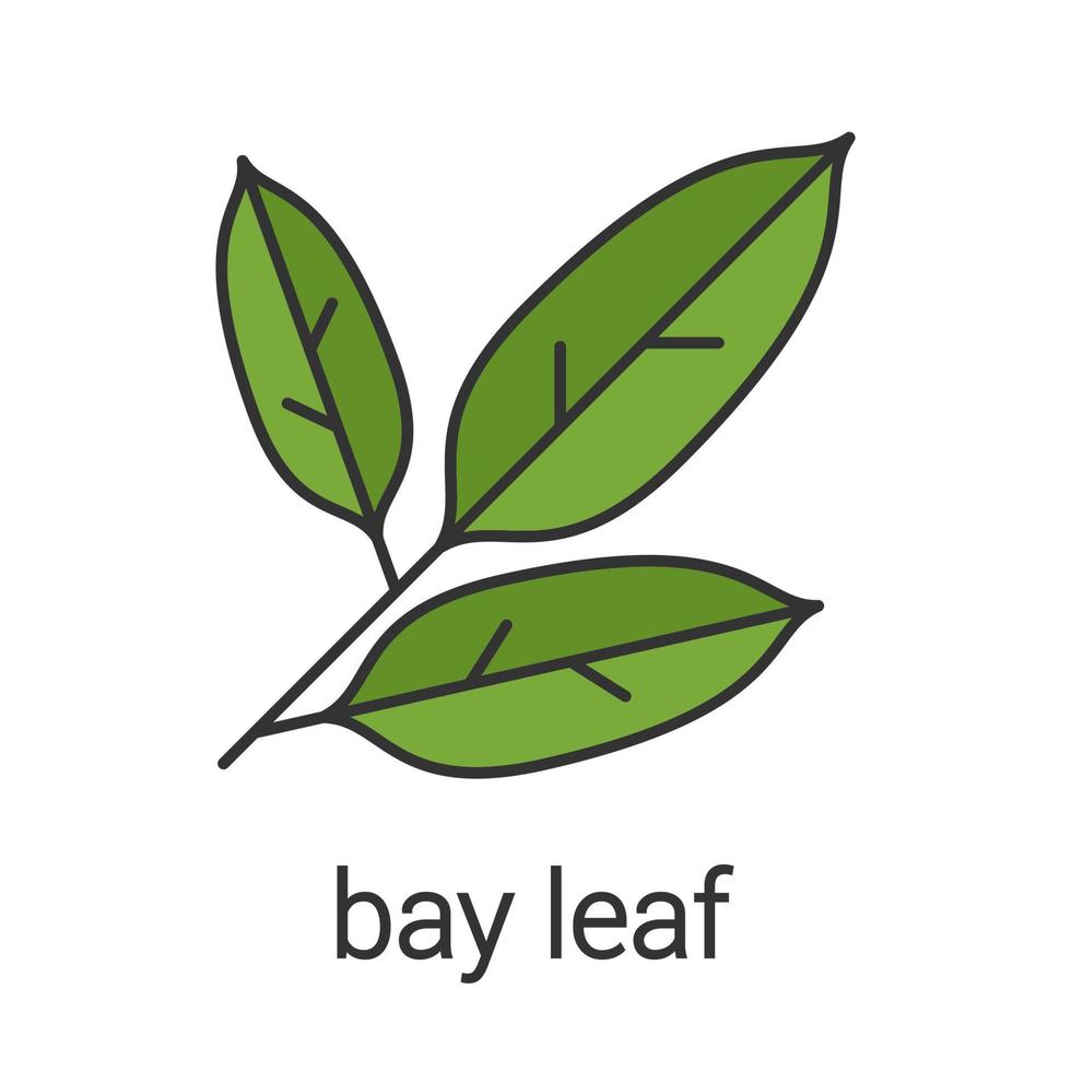 Bay leaf color icon. Isolated vector illustration