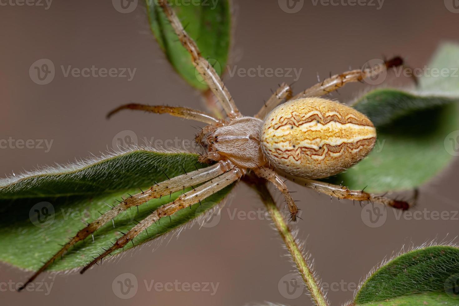 araña neoscona hierba foto