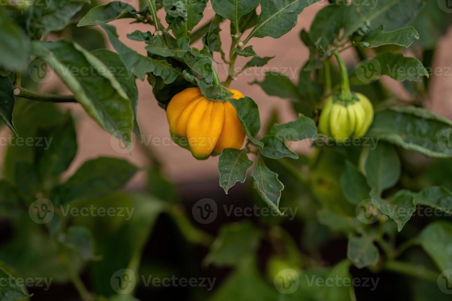 plantas de pimiento con frutas foto