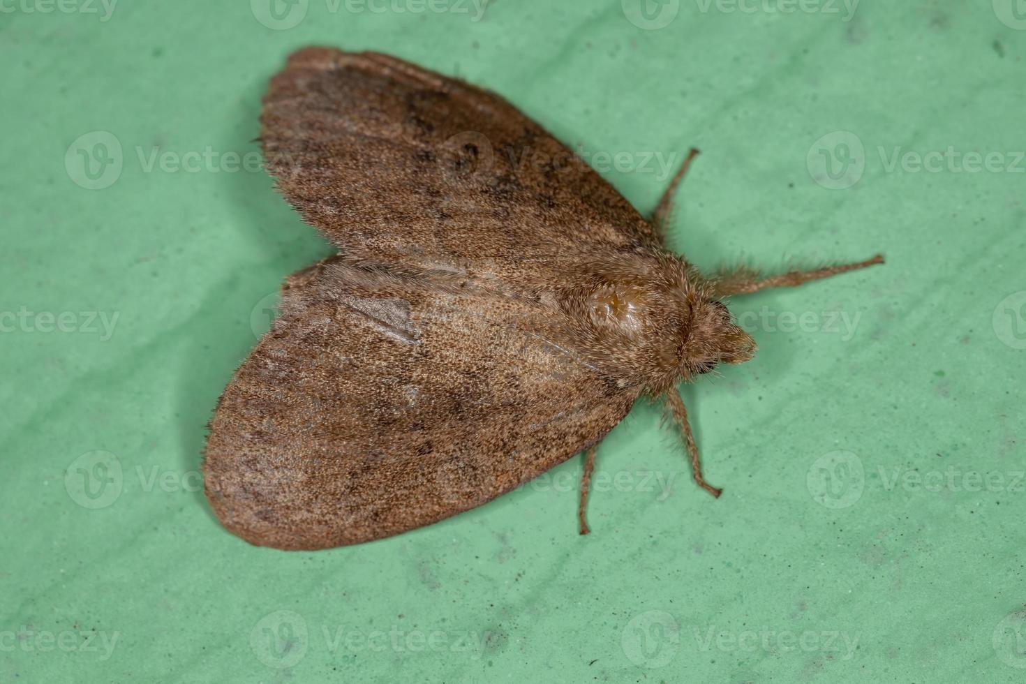 Small Adult Moth photo