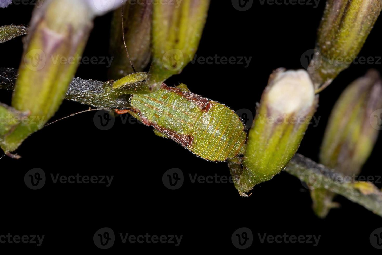 Typical Leafhopper Nymph photo