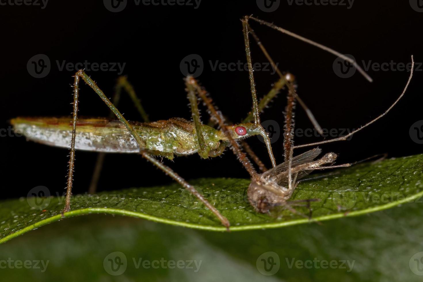 Adult Assassin Bug photo