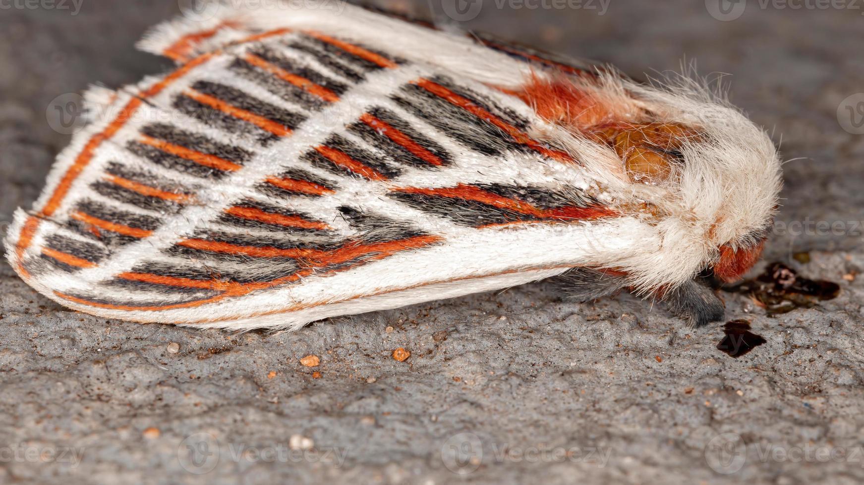 polilla roja muerta foto