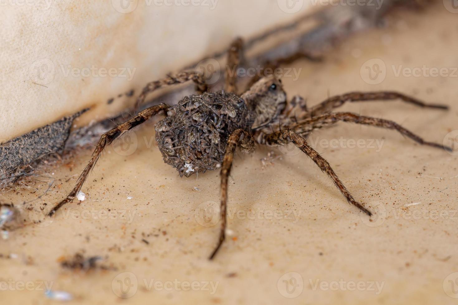 Wolf spider carrying the young photo