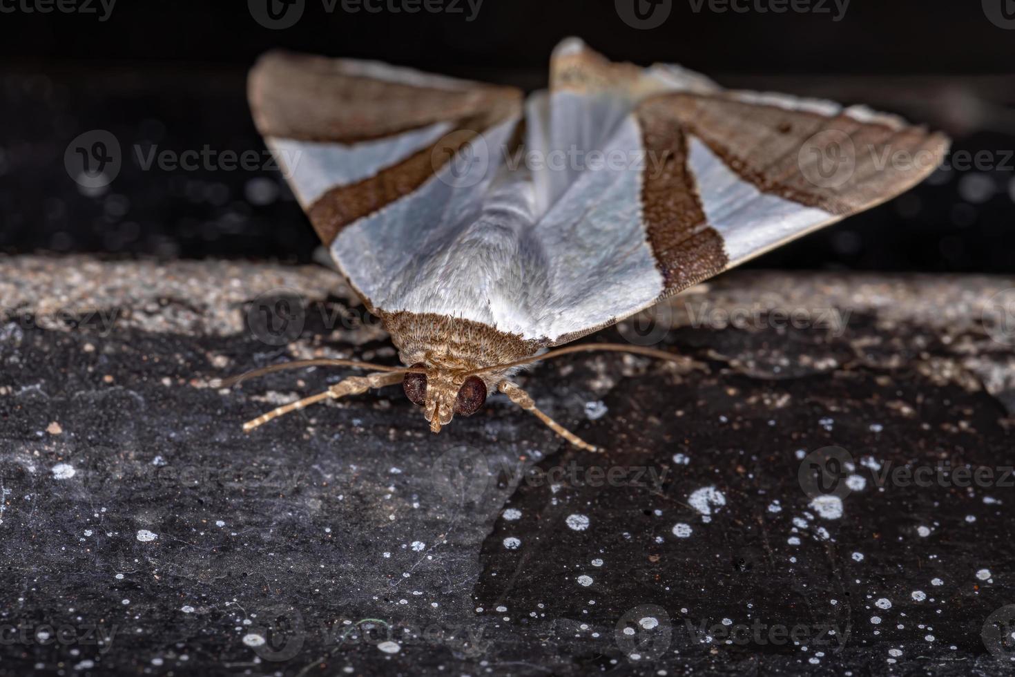 polilla del ala adulta foto