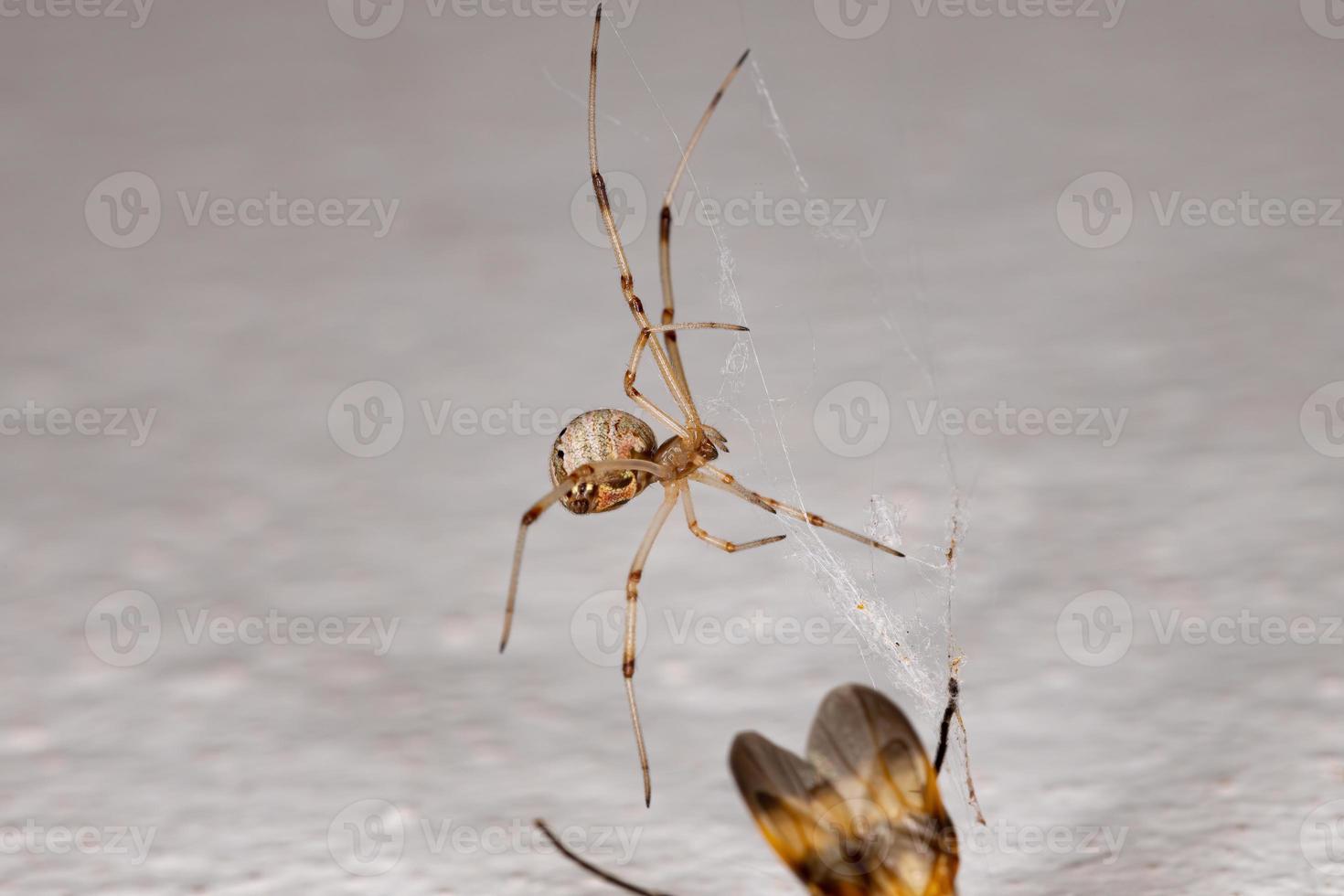 araña viuda marrón foto