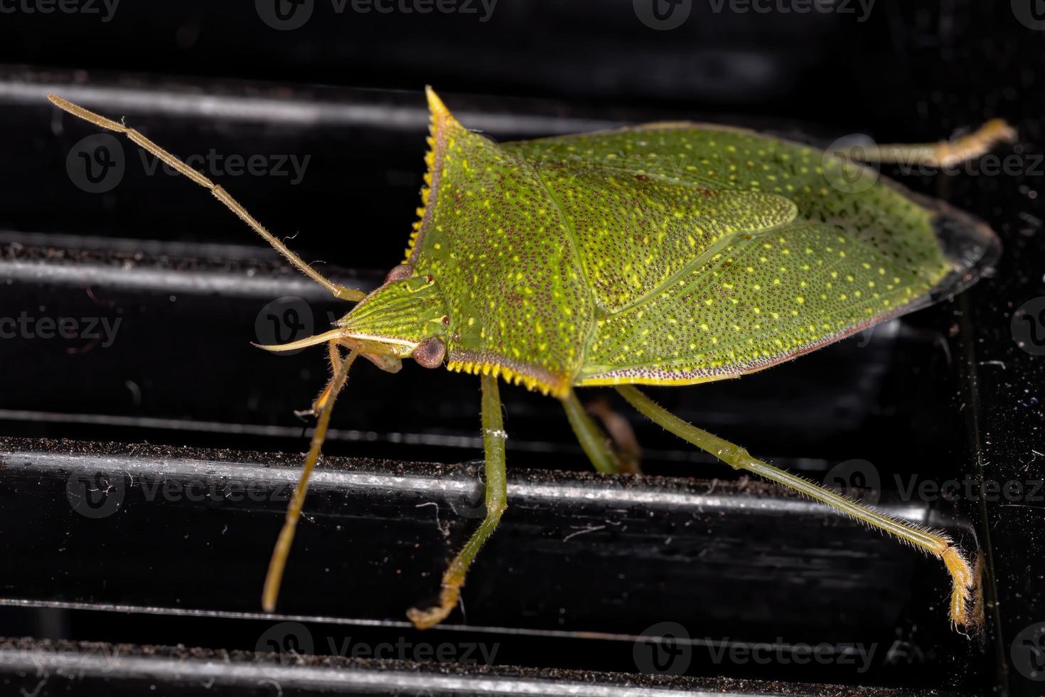 Green Stink Bug photo