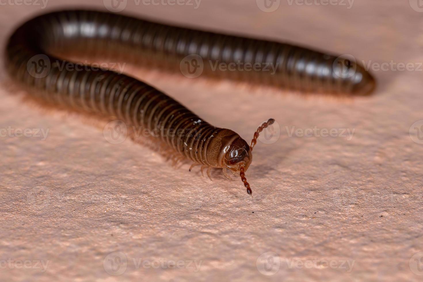 Brazilian Parajulid Millipede photo