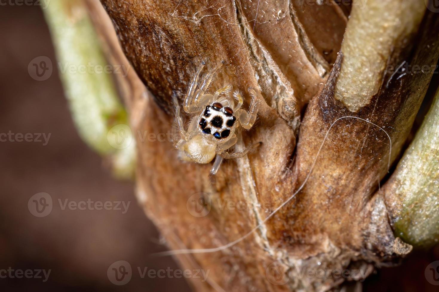 pequeña araña saltadora foto