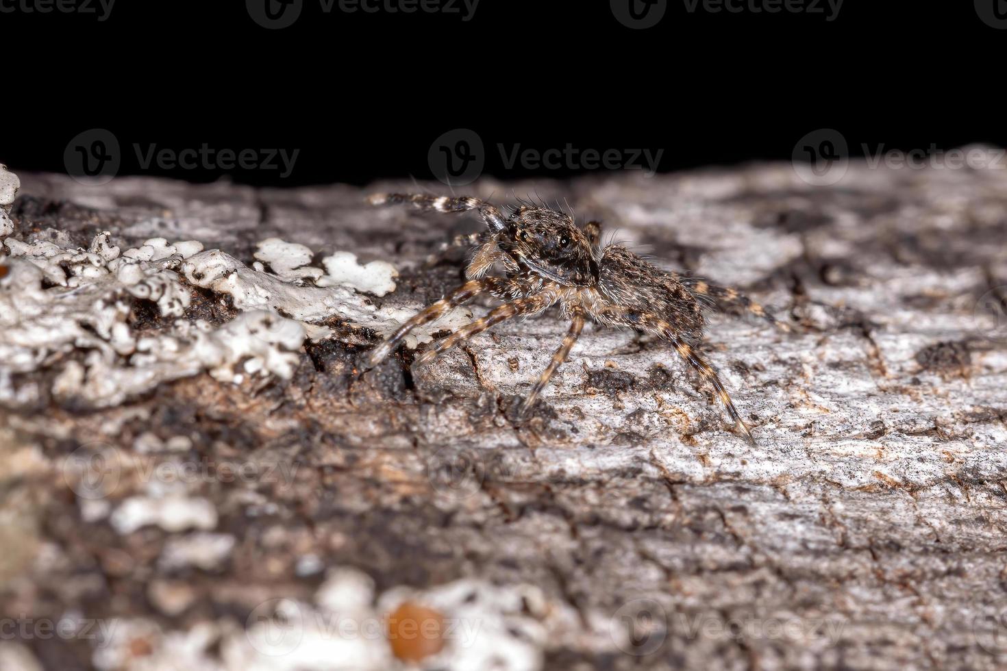 Brown Jumping Spider photo