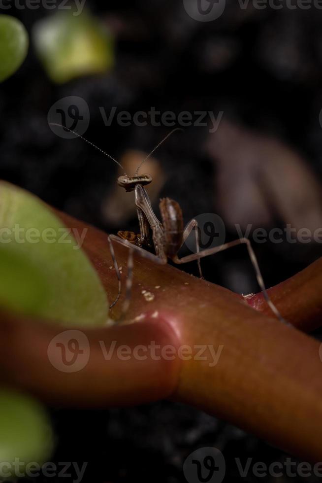 Male Mantid nymph photo