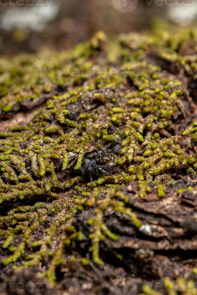 araña saltadora macho adulto foto