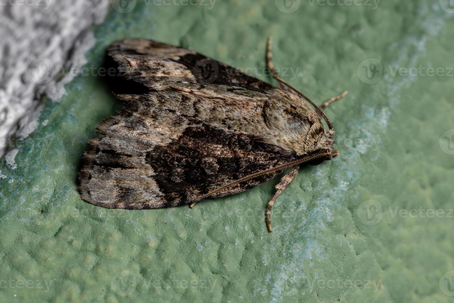 Adult Cutworm Moth photo