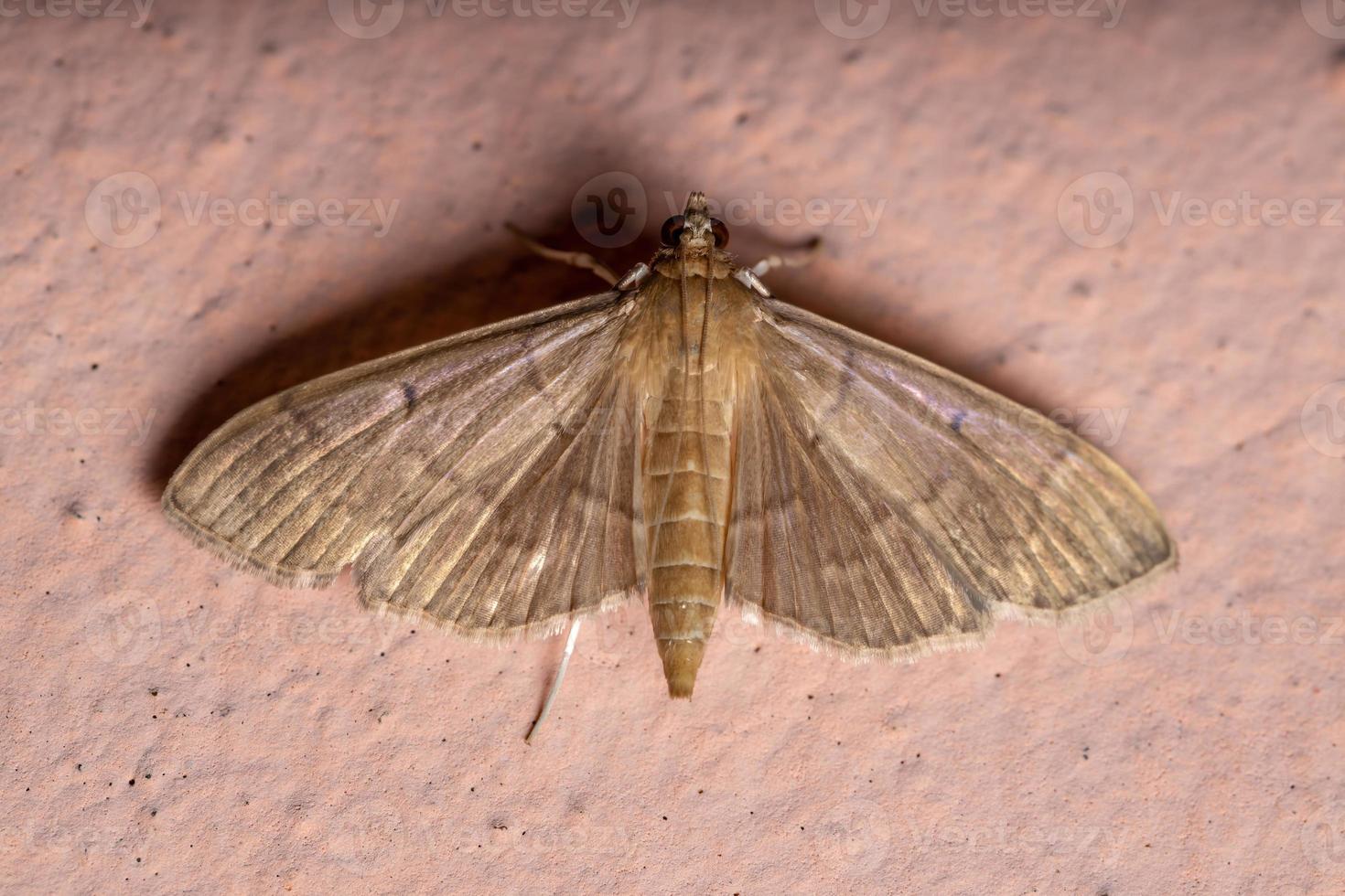 Adult Pearl Moth photo