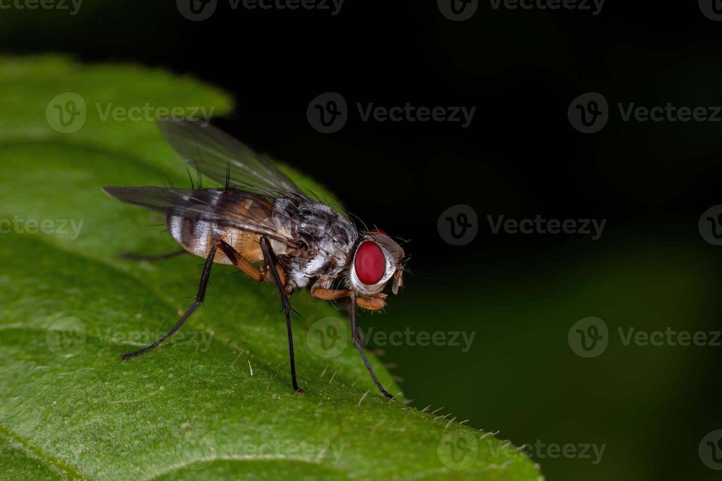 mosca de cerda adulta foto