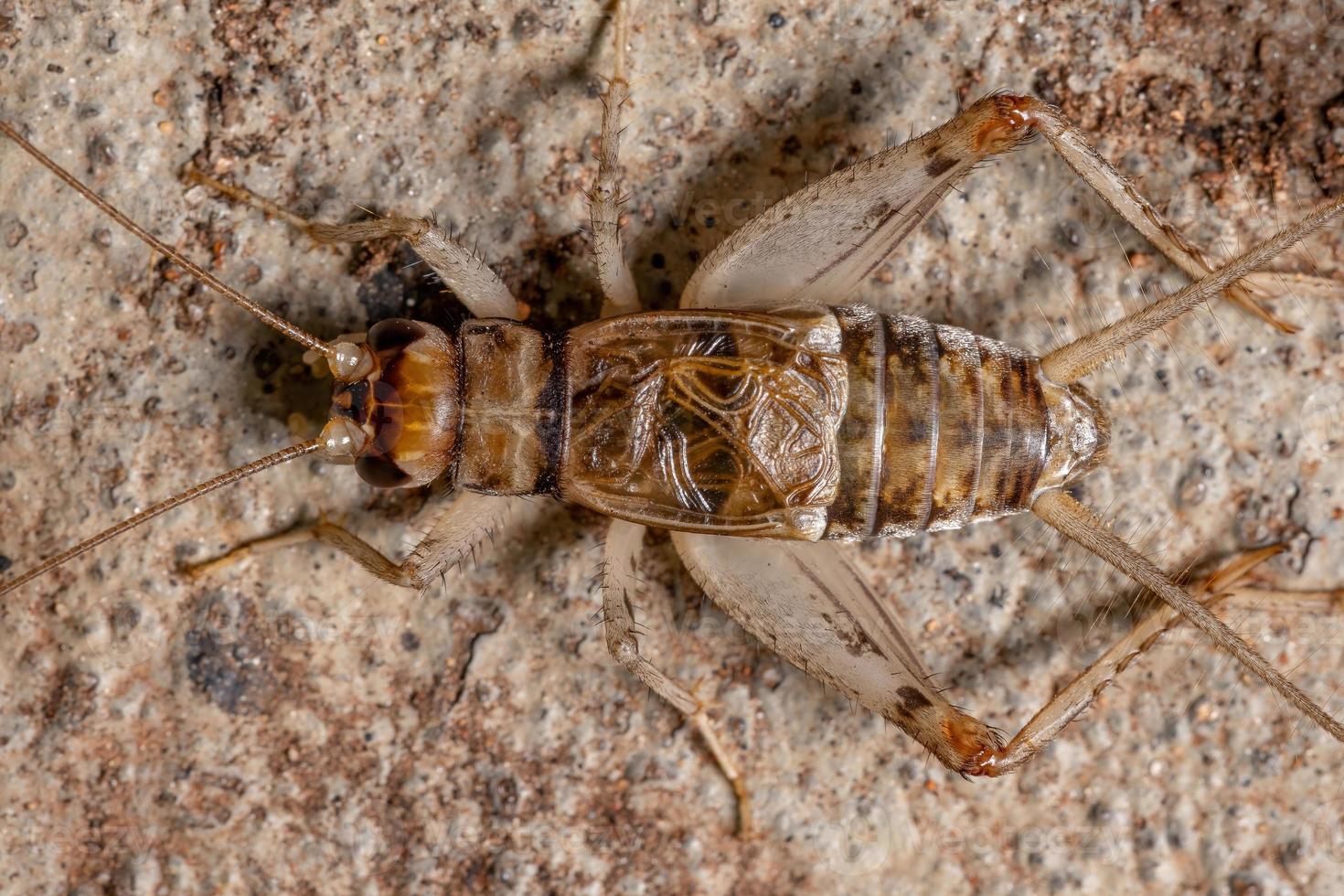 Small Field Cricket photo