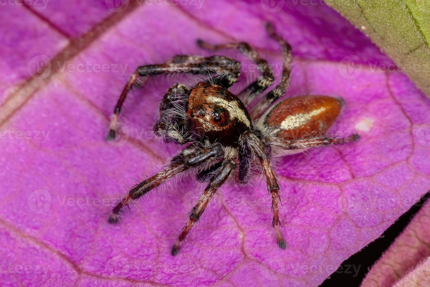 araña saltadora macho adulto foto