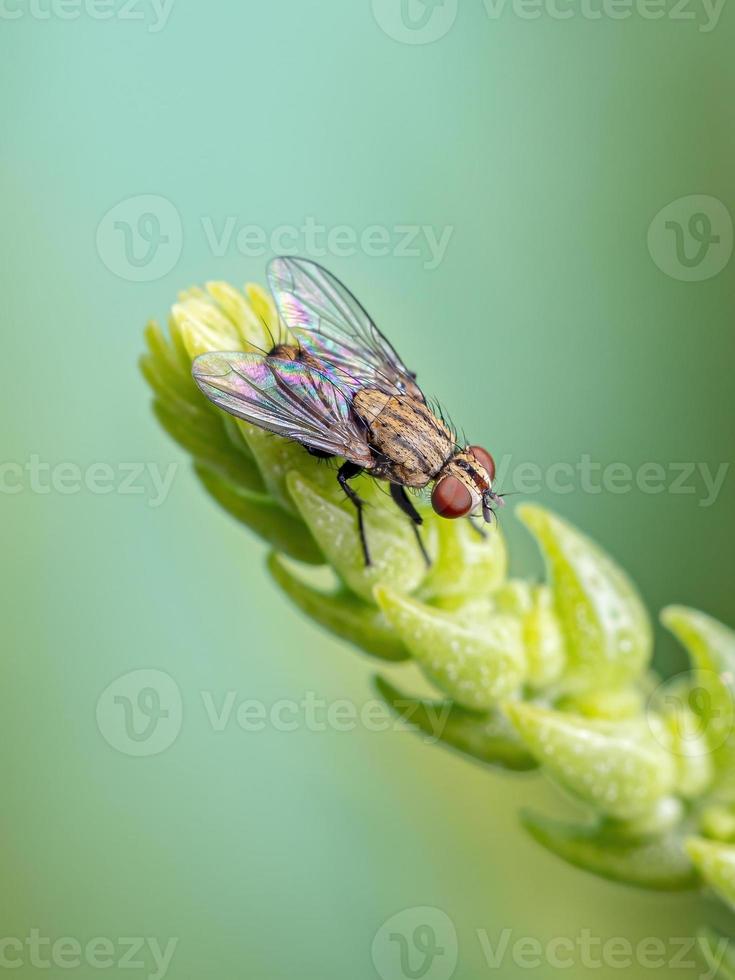 mosca de la carne adulta foto