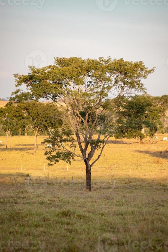 gran árbol de angiospermas foto