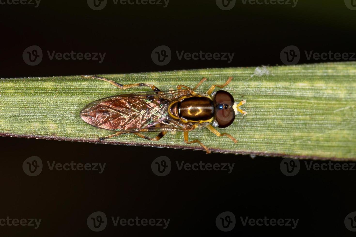 Adult Typical Hover Fly photo