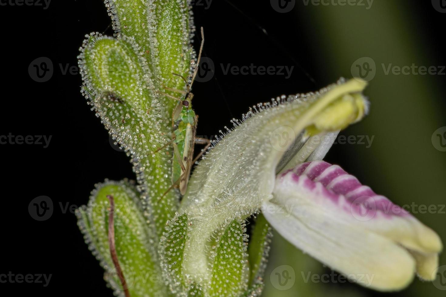 flor de una rara planta brasileña foto
