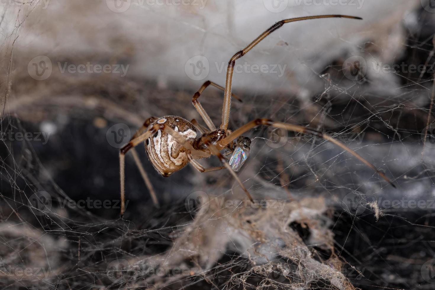 Female Brown Widow photo