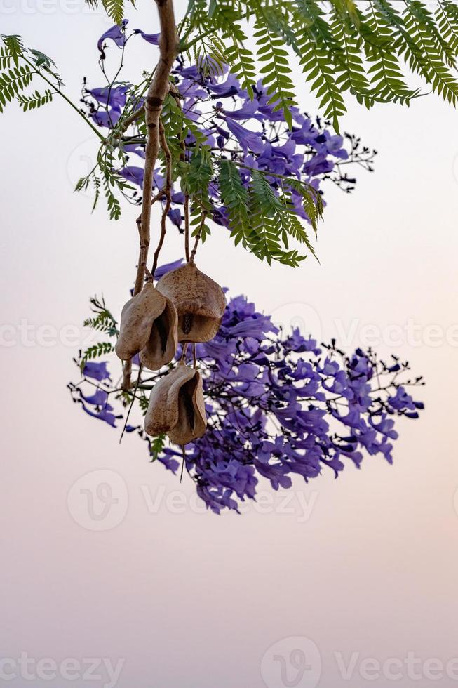 árbol de jacaranda azul foto