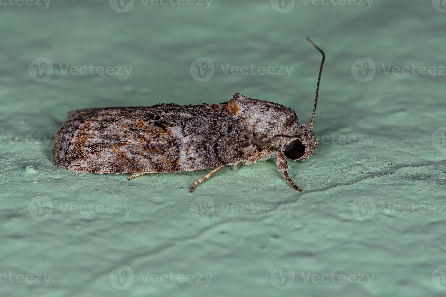 Adult Black-olive Caterpillar Moth photo