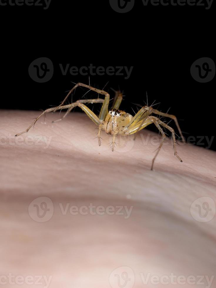 Yellow Lynx Spider photo