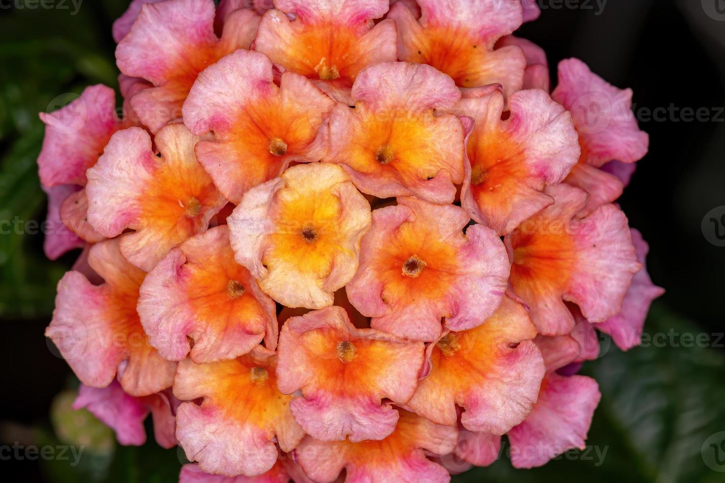 Flower of Common Lantana photo