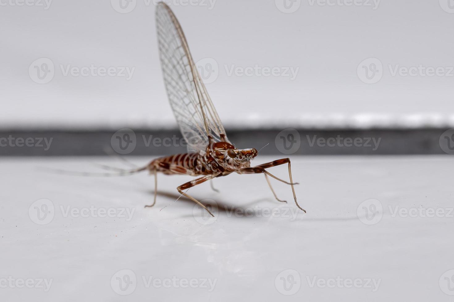 Brazilian Prong-gilled Mayfly photo