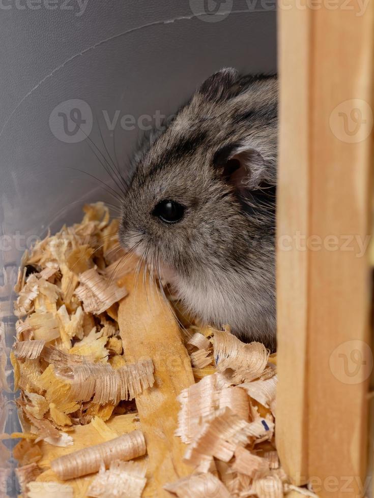 Campbell's dwarf hamster photo