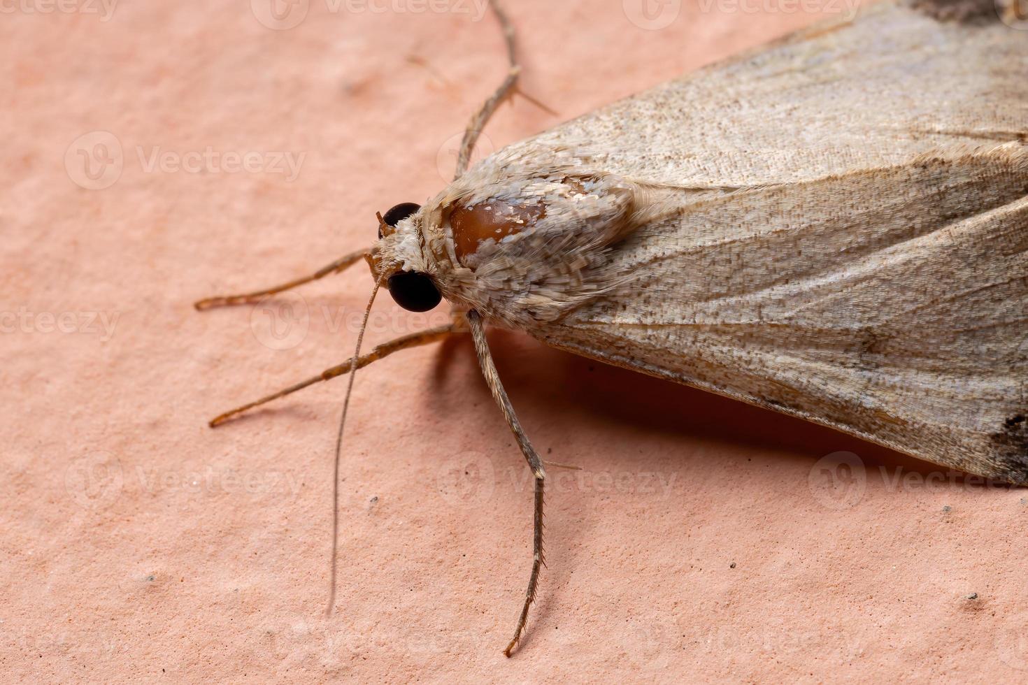 Graphic Owlet Moth photo