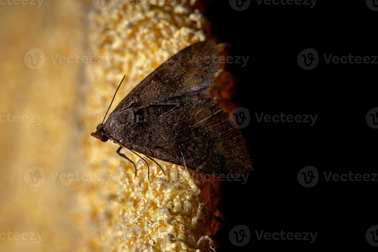 polilla marrón brasileña foto