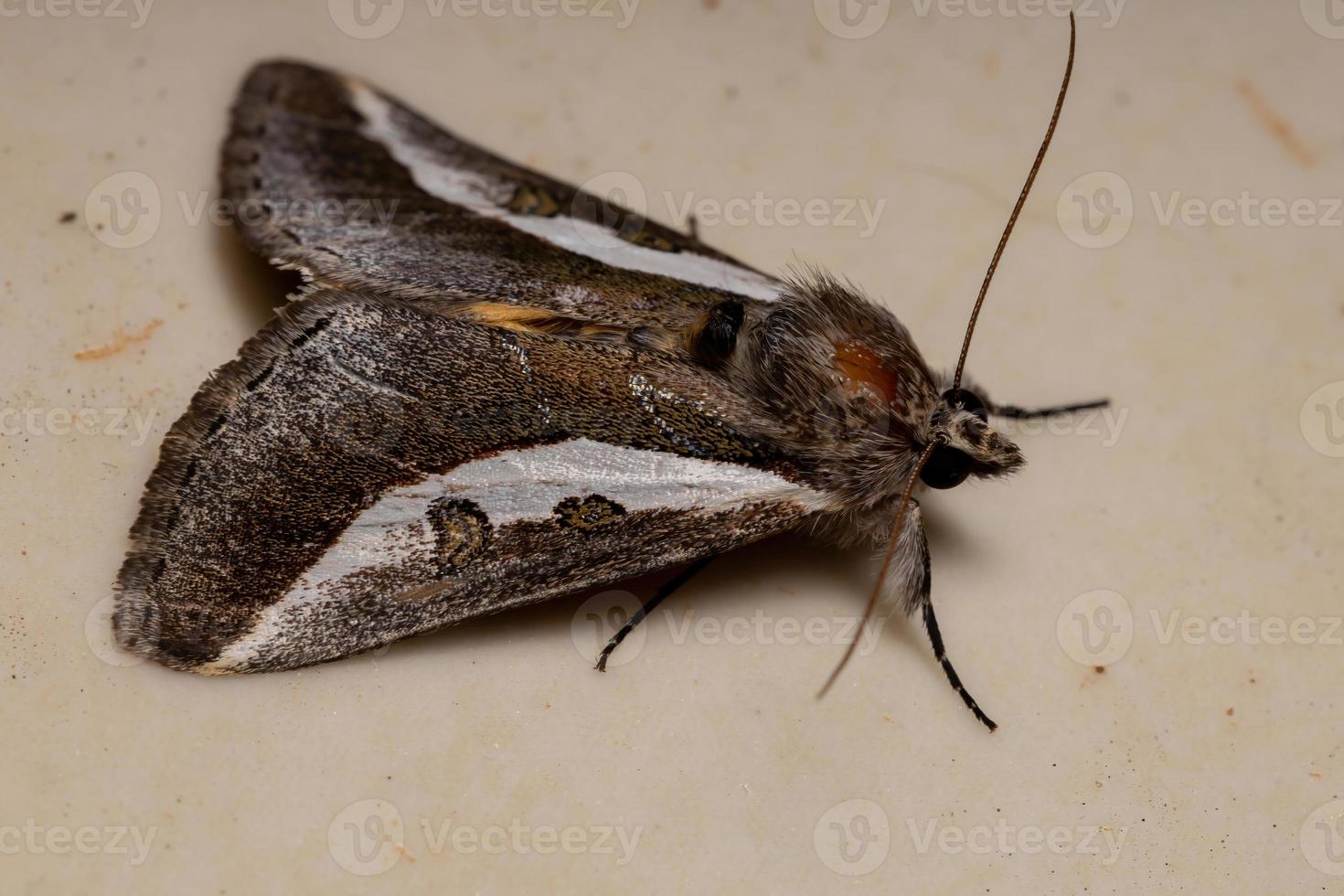Adult Purslane Moth photo