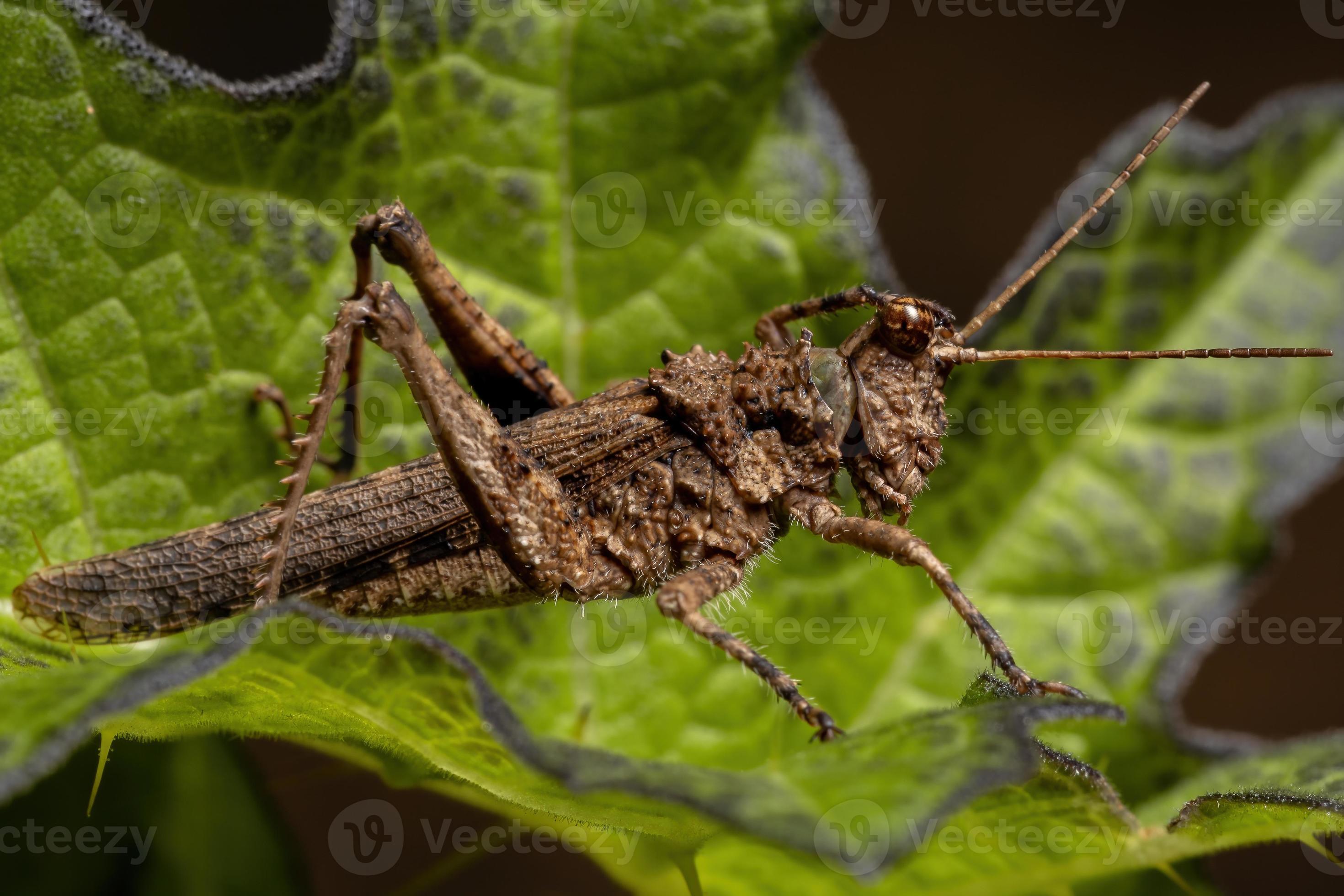 Short horned Grasshopper photo