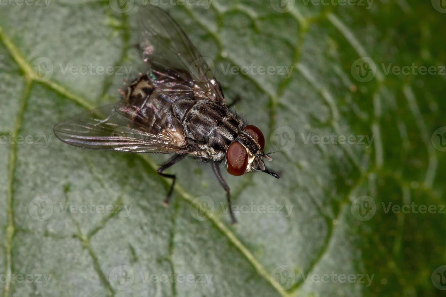 Adult House Fly photo