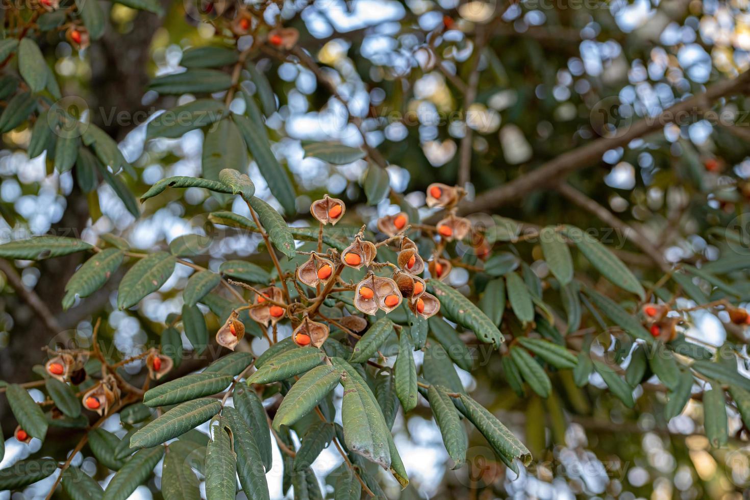 árbol de ormosia con semillas rojas foto