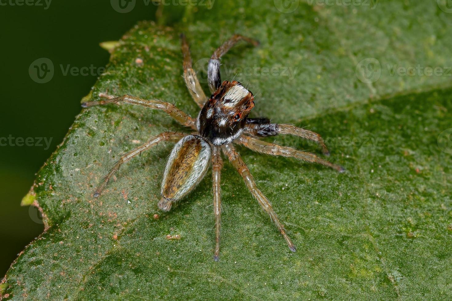 pequeña araña saltadora macho foto