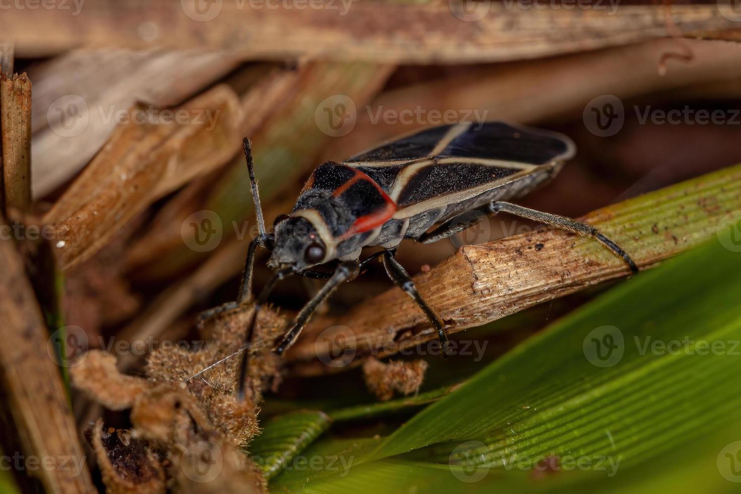 Adult Seed Bug photo