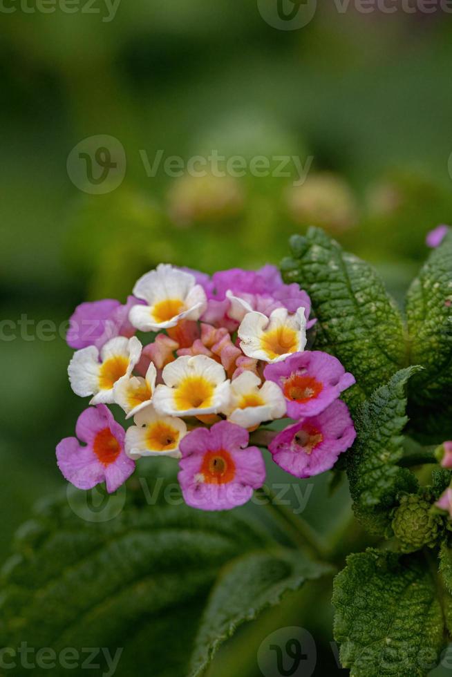 flor de lantana común foto