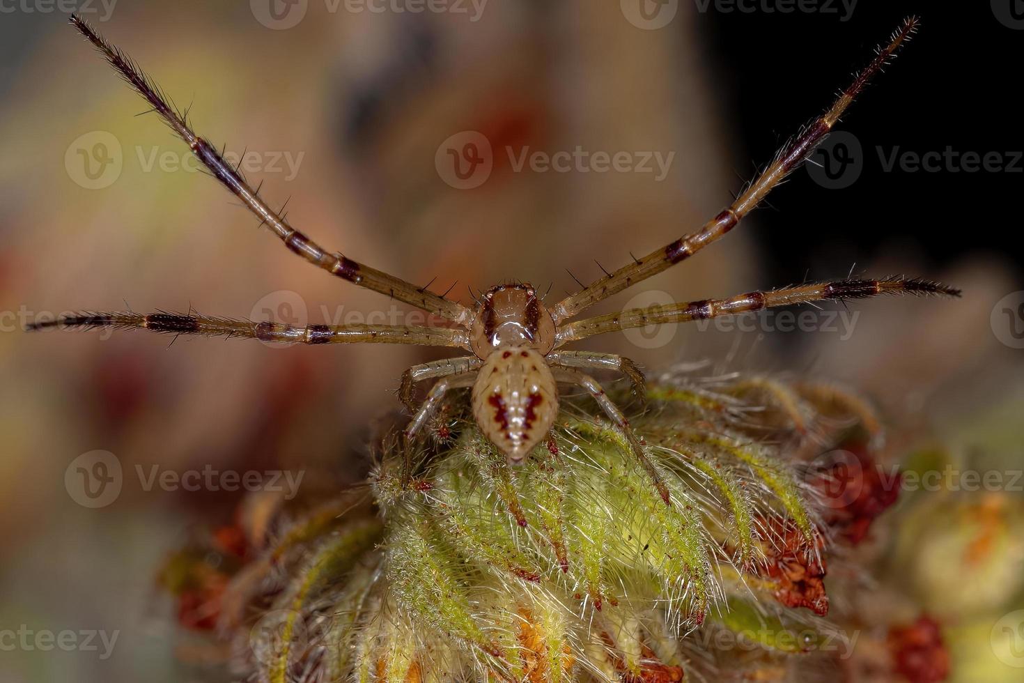 araña cangrejo macho adulto foto