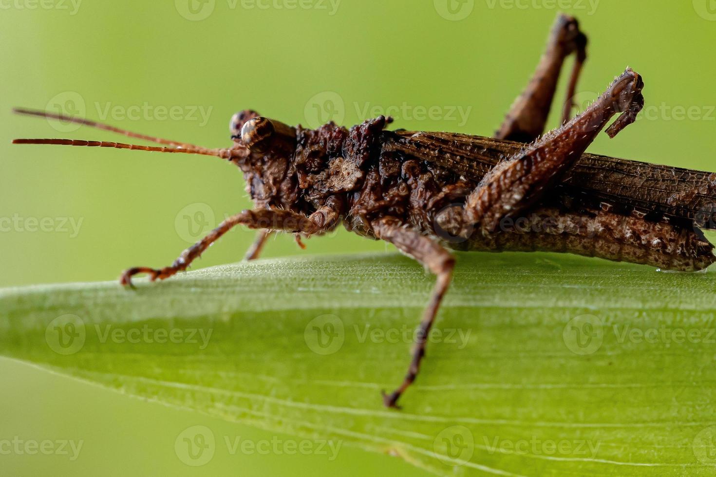 saltamontes adulto de cuernos cortos foto