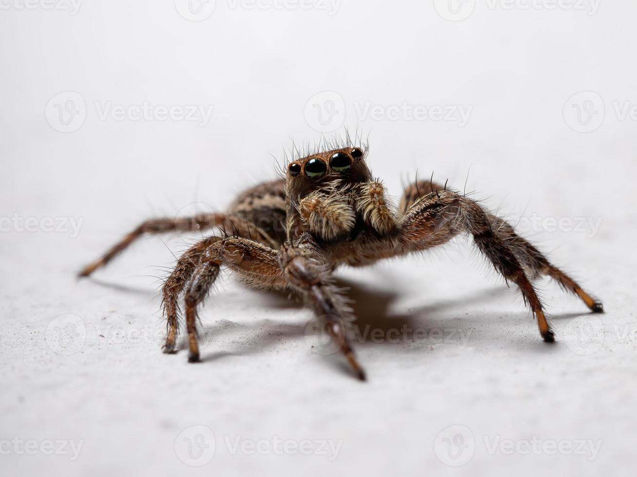 Pantropical Jumping Spider photo