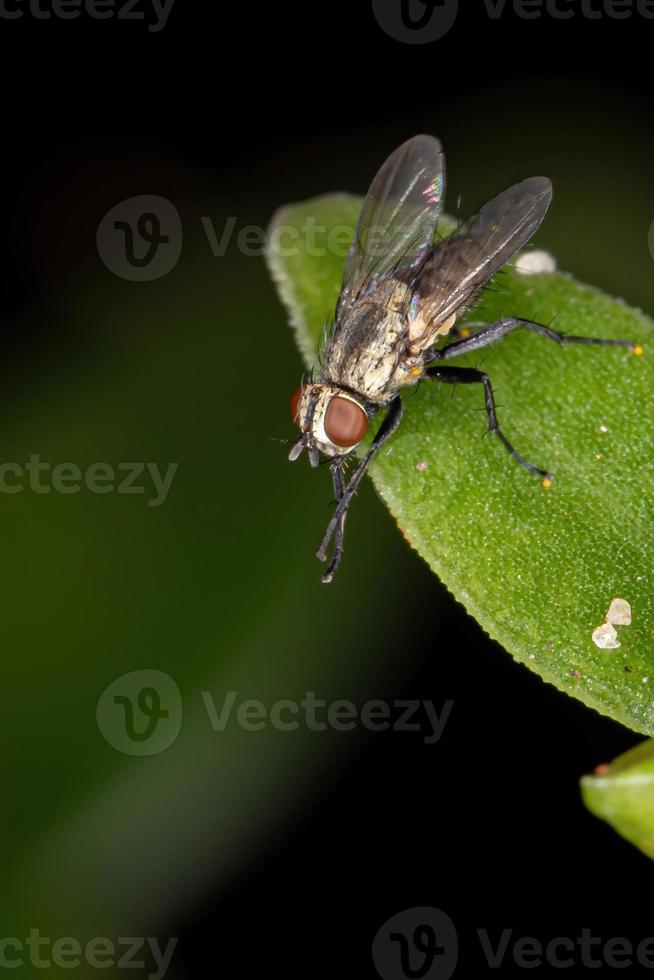 mosca taquínida brasileña foto