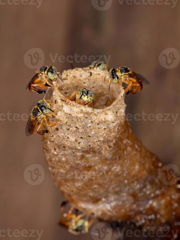 Stingless Jatai Bee photo