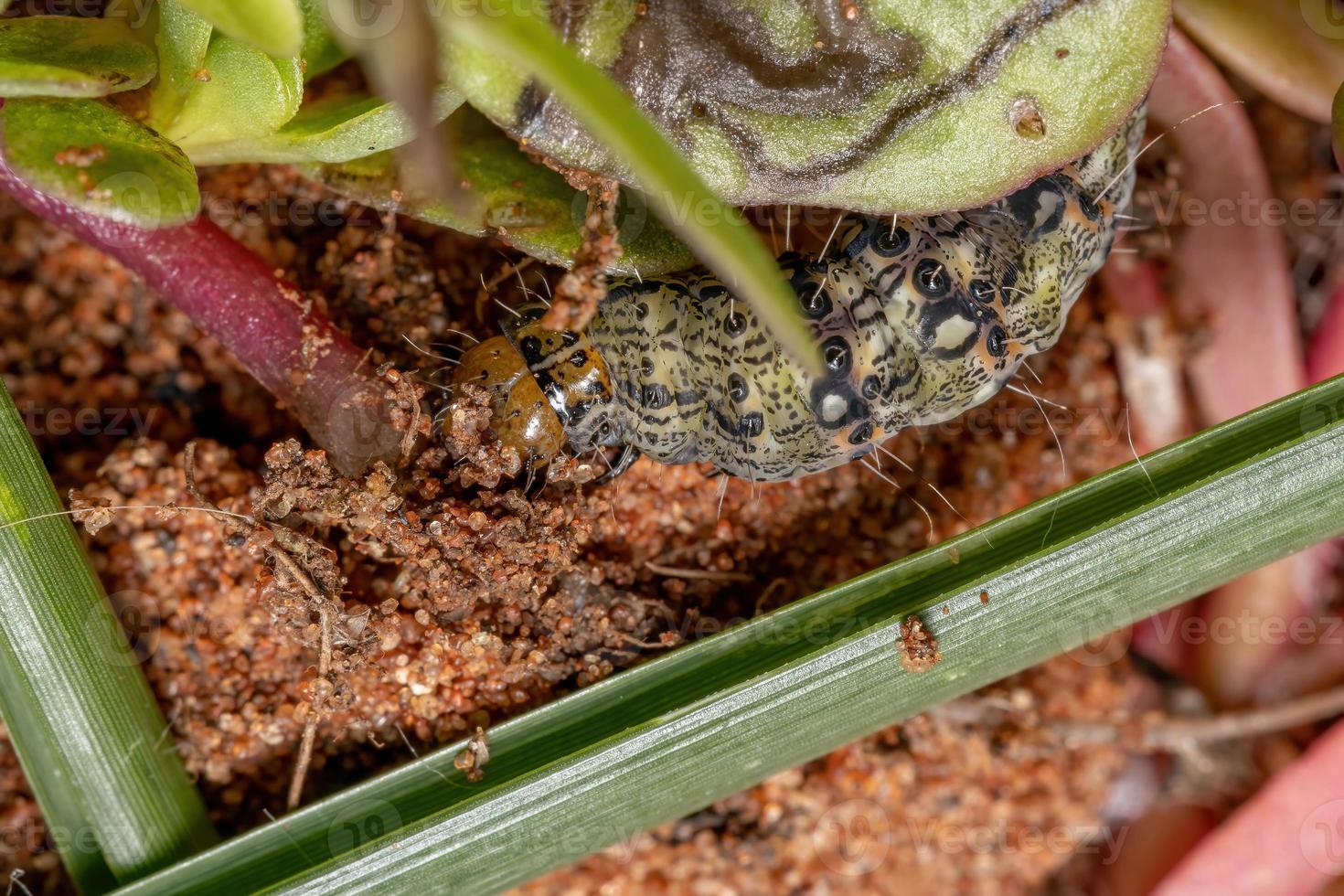 oruga comiendo una planta de verdolaga común foto