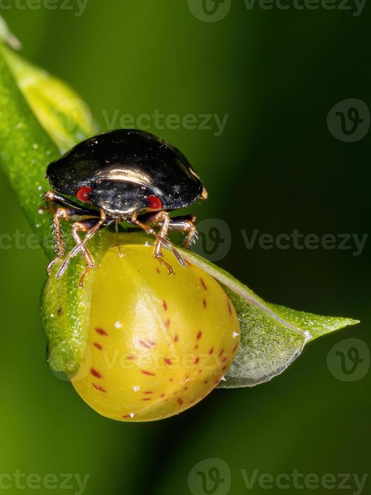 bicho de ébano brasileño foto