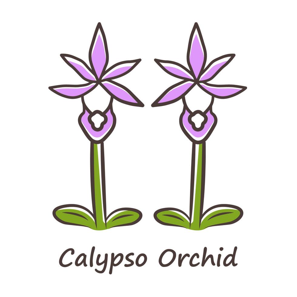 Calypso orchid purple color icon. Exotic, tropical blooming flower. Fairy slipper with name. Calypso bulbosa inflorescence. Wildflower paphiopedilum. Spring blossom. Isolated vector illustration