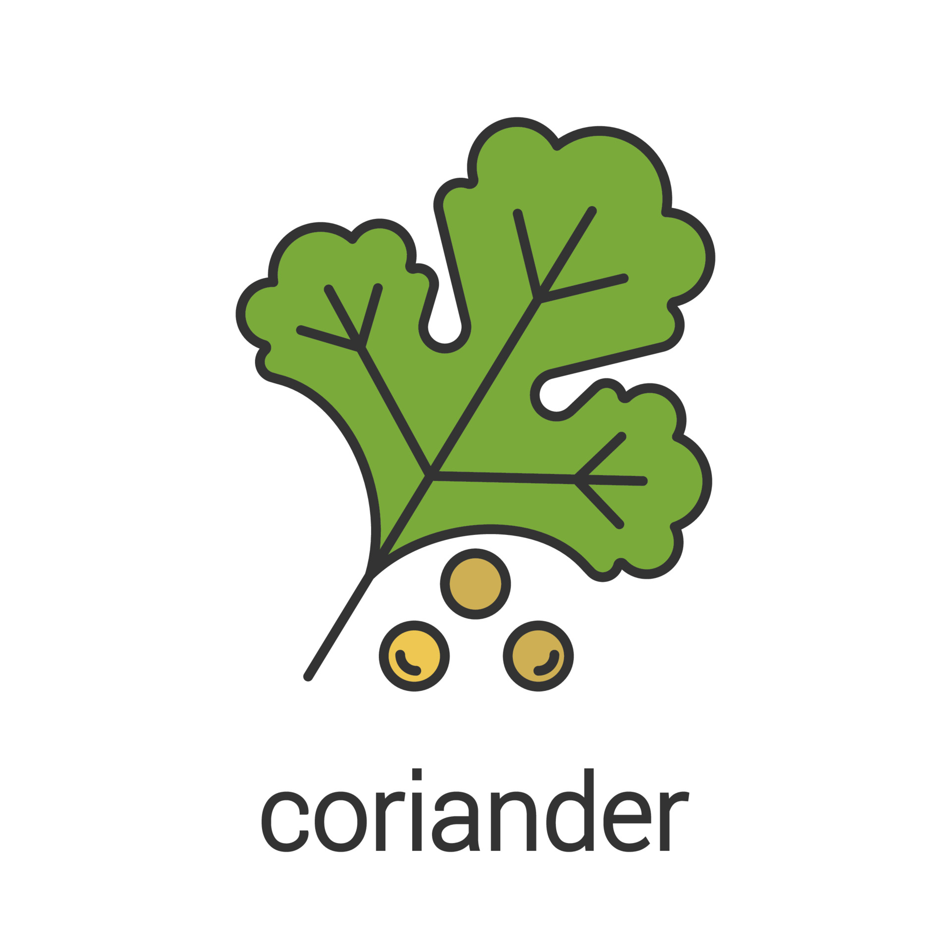 Coriander color icon. Flavoring, seasoning. Isolated vector